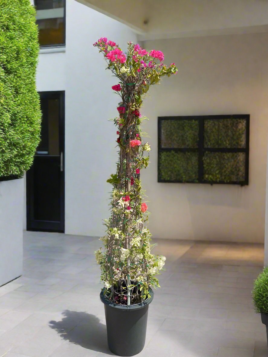 Bougainvillea Cone (Bougainvillea Glabra) | Grafted Topiary, 1.8–2.0 m - Acacia Garden Center
