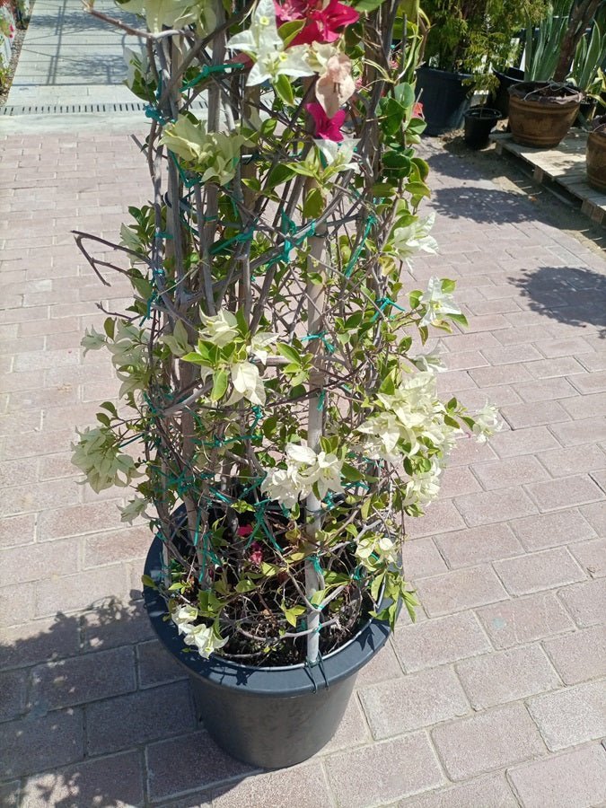 Bougainvillea Cone (Bougainvillea Glabra) | Grafted Topiary, 1.8–2.0 m - Acacia Garden Center