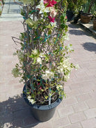 Bougainvillea Cone (Bougainvillea Glabra) | Grafted Topiary, 1.8–2.0 m - Acacia Garden Center