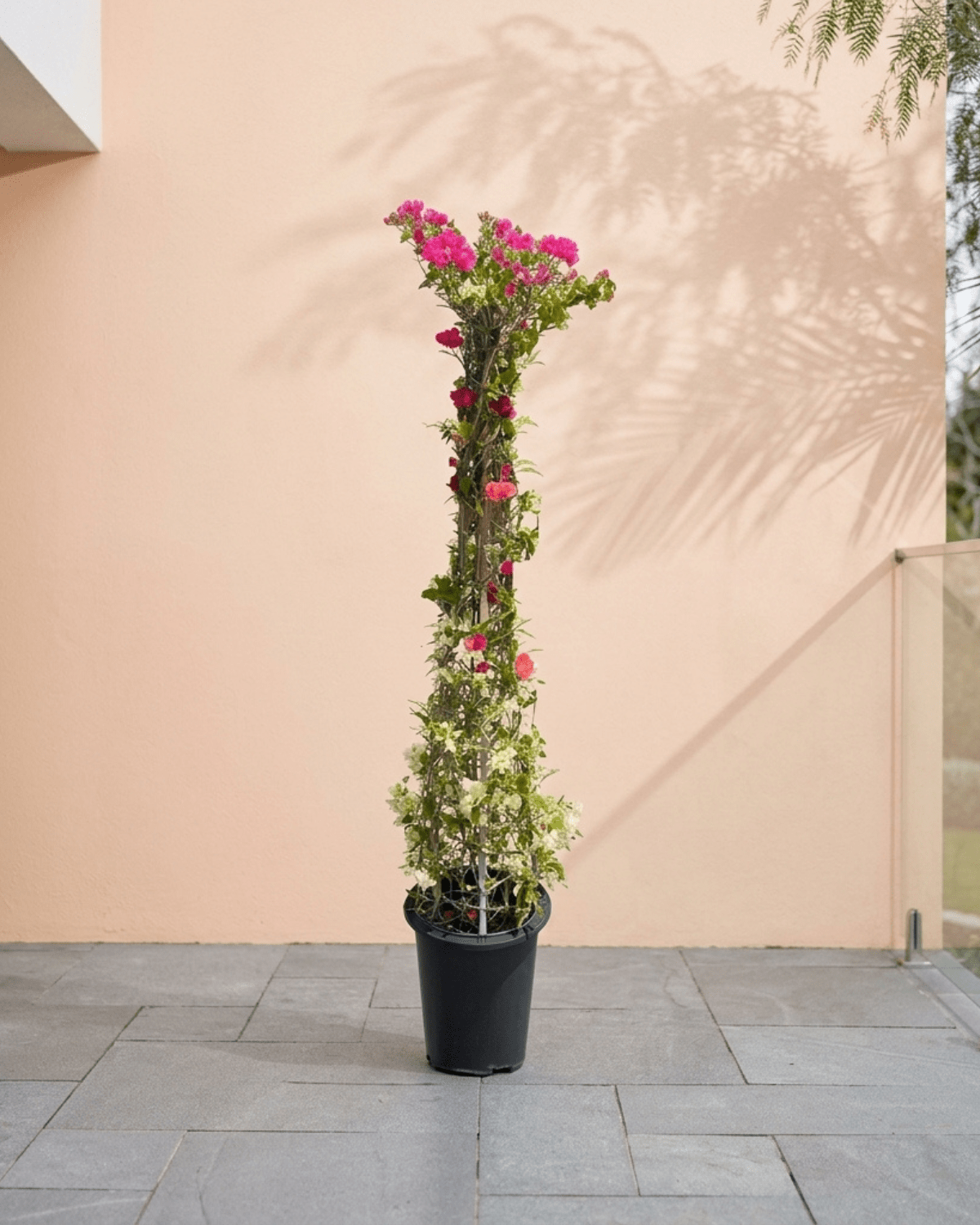 Bougainvillea Cone (Bougainvillea Glabra) | Grafted Topiary, 1.8–2.0 m - Acacia Garden Center