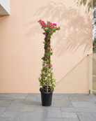 Bougainvillea Cone (Bougainvillea Glabra) | Grafted Topiary, 1.8–2.0 m - Acacia Garden Center