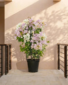 Bougainvillea Mixed (Bougainvillea Glabra) | 3 Plants per Pot, 90–100 cm - Acacia Garden Center