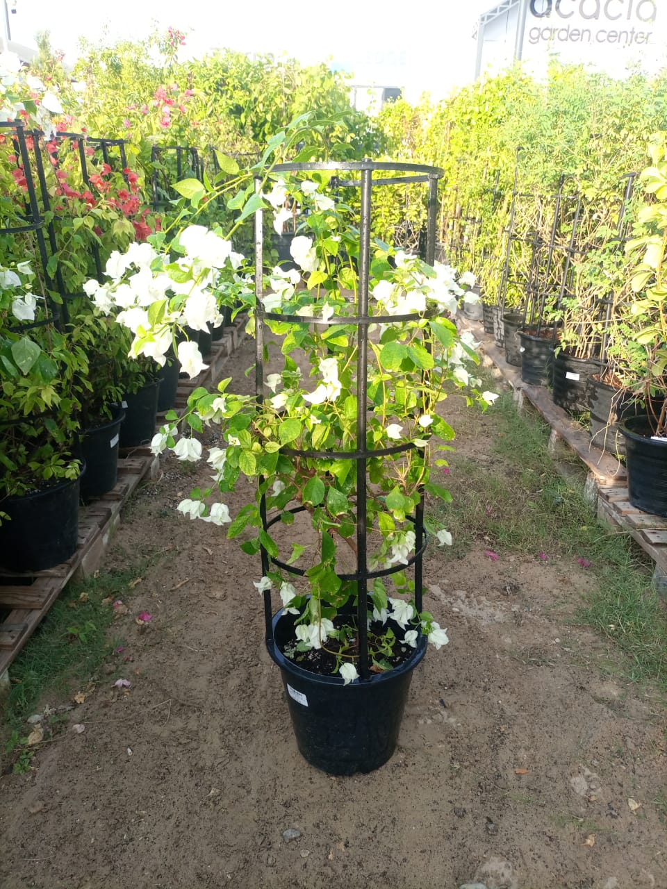 Bougainvillea Mixed (Bougainvillea Glabra) | 3 Plants per Pot, 90–100 cm - Acacia Garden Center
