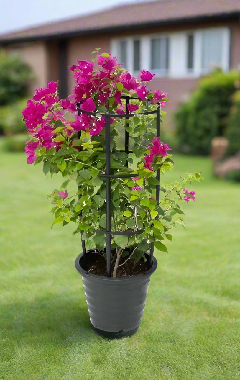 Bougainvillea Mixed (Bougainvillea Glabra) | 3 Plants per Pot, 90–100 cm - Acacia Garden Center
