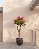 Bougainvillea Single Head (Bougainvillea glabra) | Mixed Colour, 1.0–1.2 m / 1.5–2.0 m - Acacia Garden Center