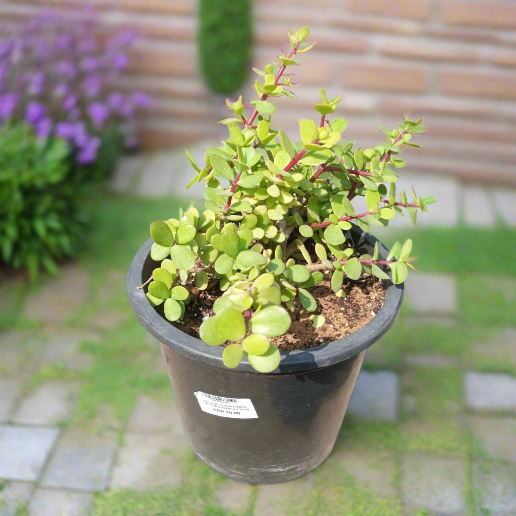 Succulent Crassula Ovata Type H1 Mass plant 5LP, 20-30CM