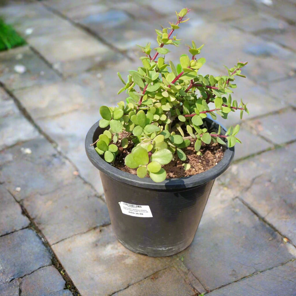 Succulent Crassula Ovata Type H1 Mass plant 5LP, 20-30CM