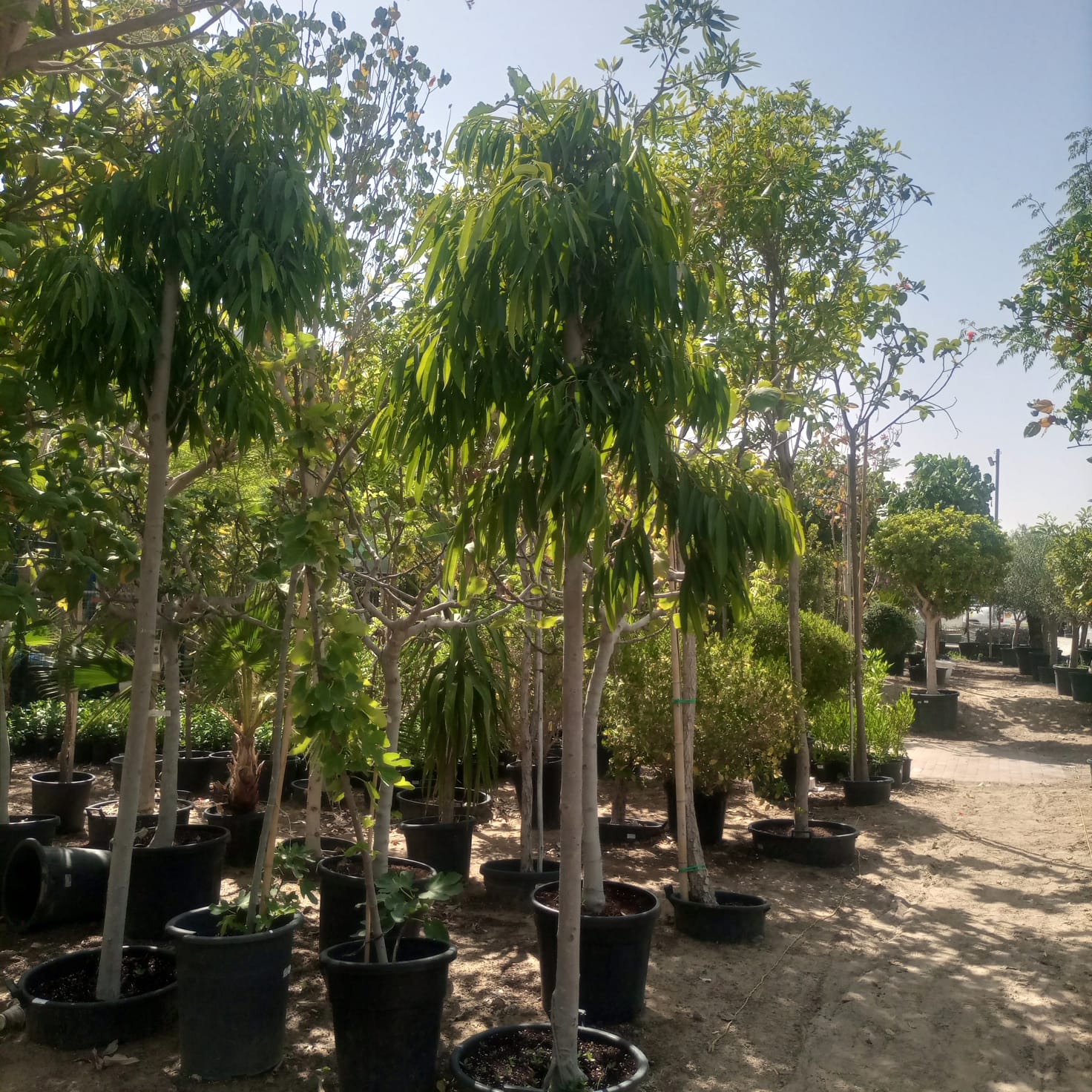 Tree Ficus Amstel Queen | 3.5 - 4.0 m | 18 - 20 cm girth