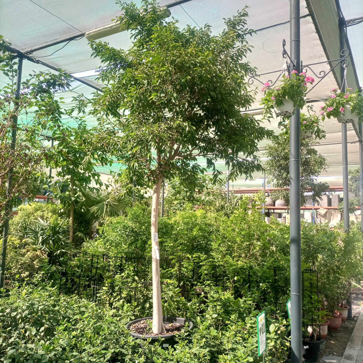 Tree Ficus Benjamina | 3.5 m height | 20 - 25 cm girth
