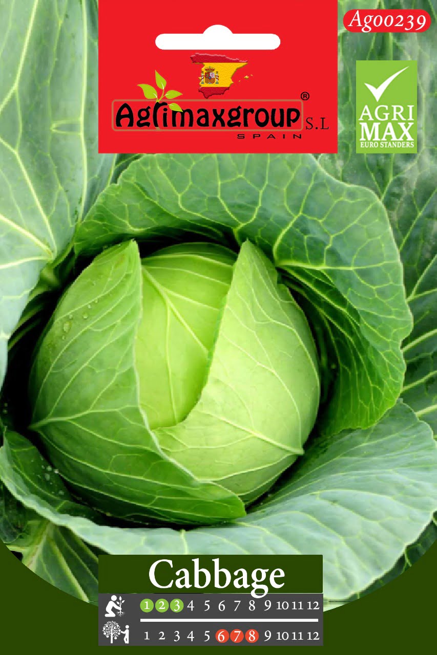 Cabbage - Acacia Garden Center