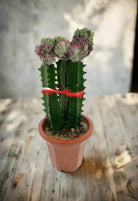 Cactus Colorful Spring Breeze Embellishment | 40 - 50cm - Acacia Garden Center