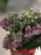 Cactus Colorful Spring Breeze Embellishment | 40 - 50cm - Acacia Garden Center