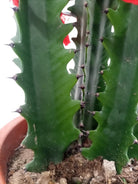 Cactus Colorful Spring Breeze Embellishment | 40 - 50cm - Acacia Garden Center