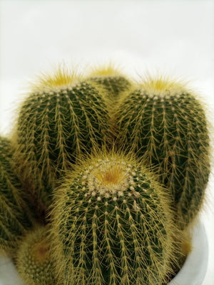 Cactus Golden Delicious | 20 - 30cm - Acacia Garden Center