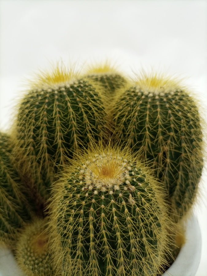 Cactus Golden Delicious | 20 - 30cm - Acacia Garden Center
