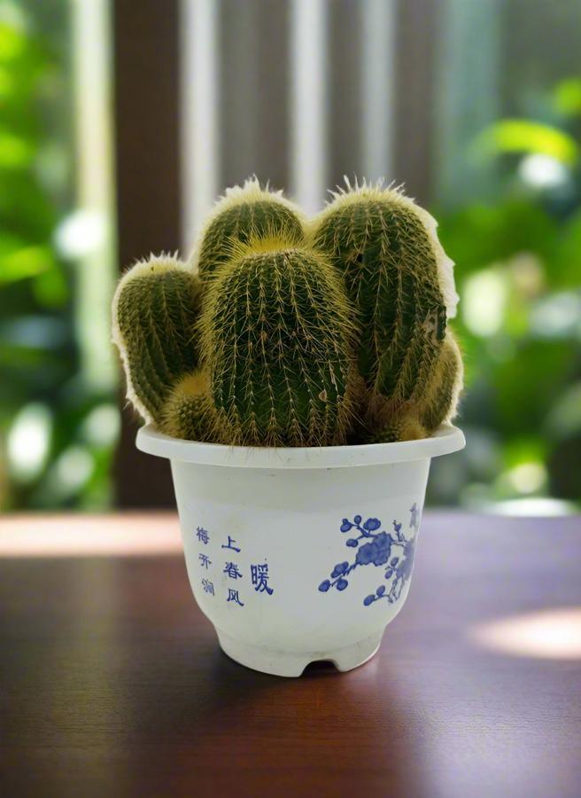 Cactus Golden Delicious | 20 - 30cm - Acacia Garden Center