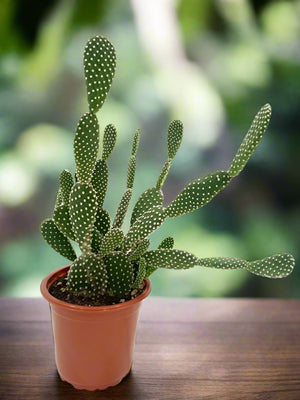 Cactus Green Hair Palm | 10 - 20cm - Acacia Garden Center