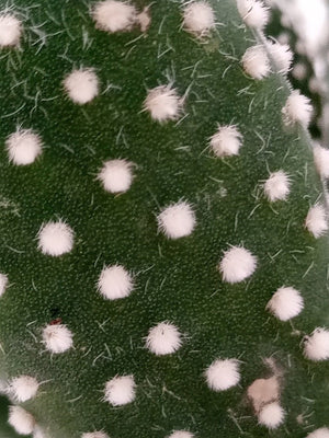 Cactus Green Hair Palm | 10 - 20cm - Acacia Garden Center