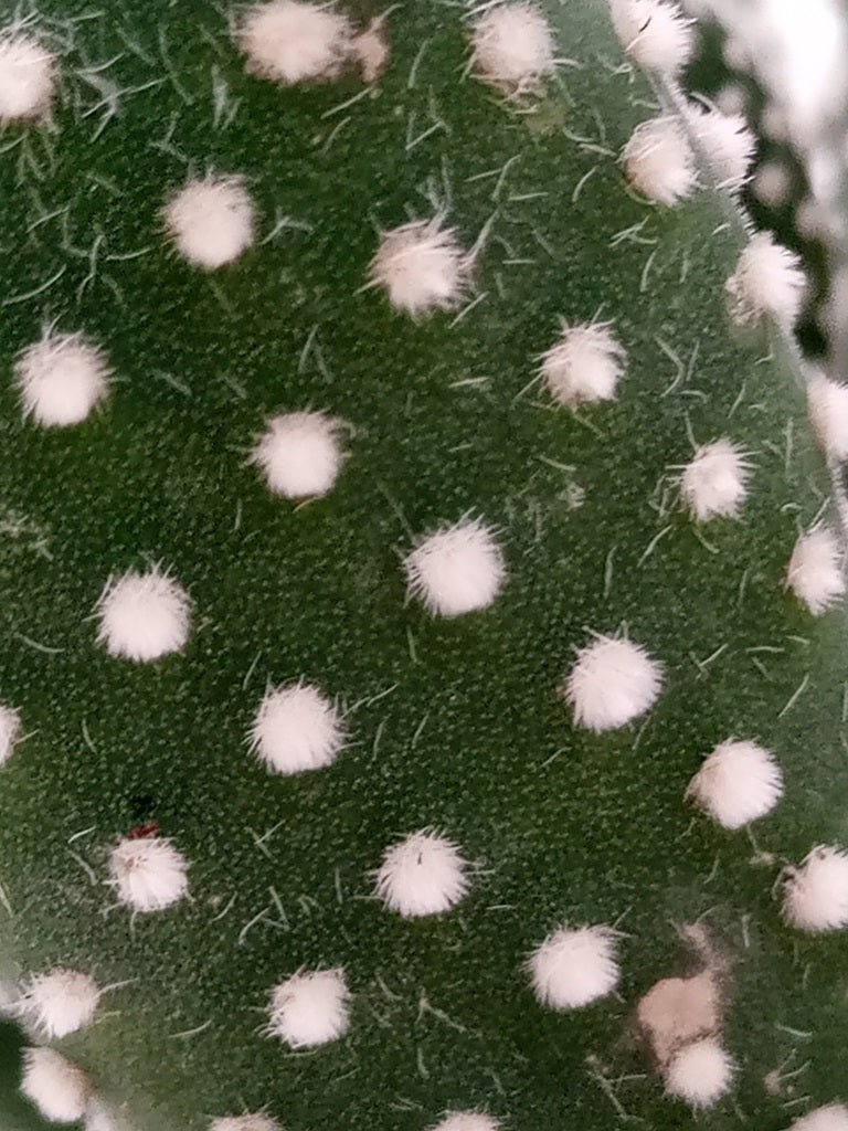 Cactus Green Hair Palm | 10 - 20cm - Acacia Garden Center