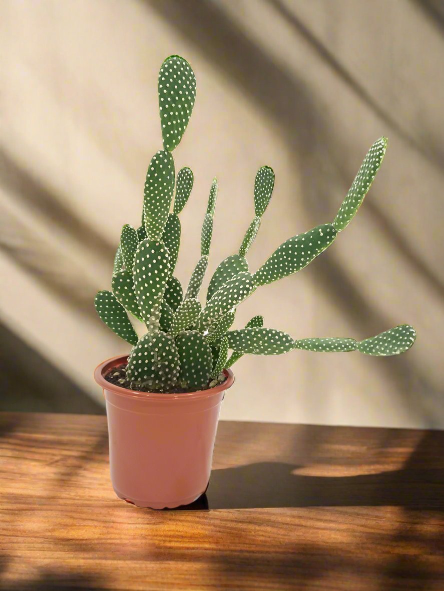 Cactus Green Hair Palm | 10 - 20cm - Acacia Garden Center