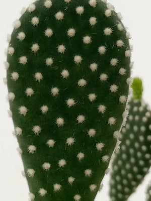 Cactus Green Hair Palm | 10 - 20cm - Acacia Garden Center
