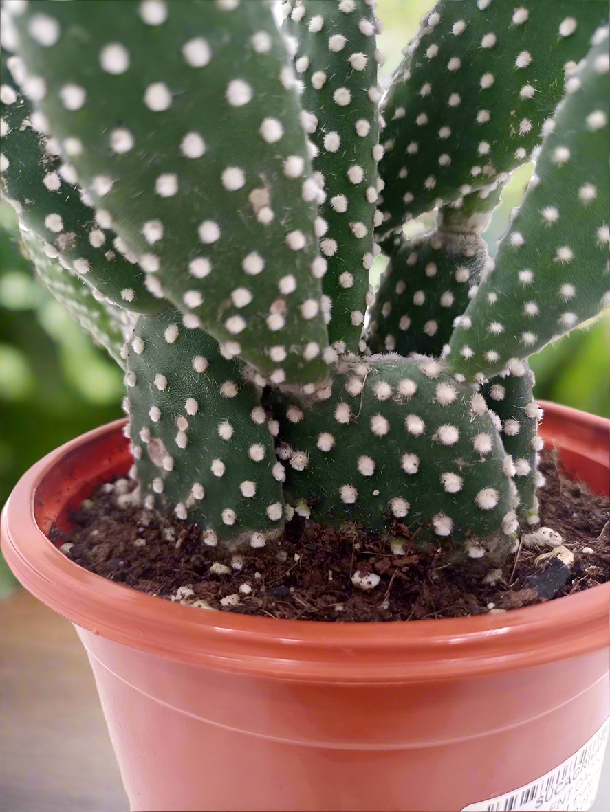 Cactus Green Hair Palm | 10 - 20cm - Acacia Garden Center