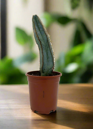 Cactus Qingjin Pavilion | 10 - 20cm - Acacia Garden Center