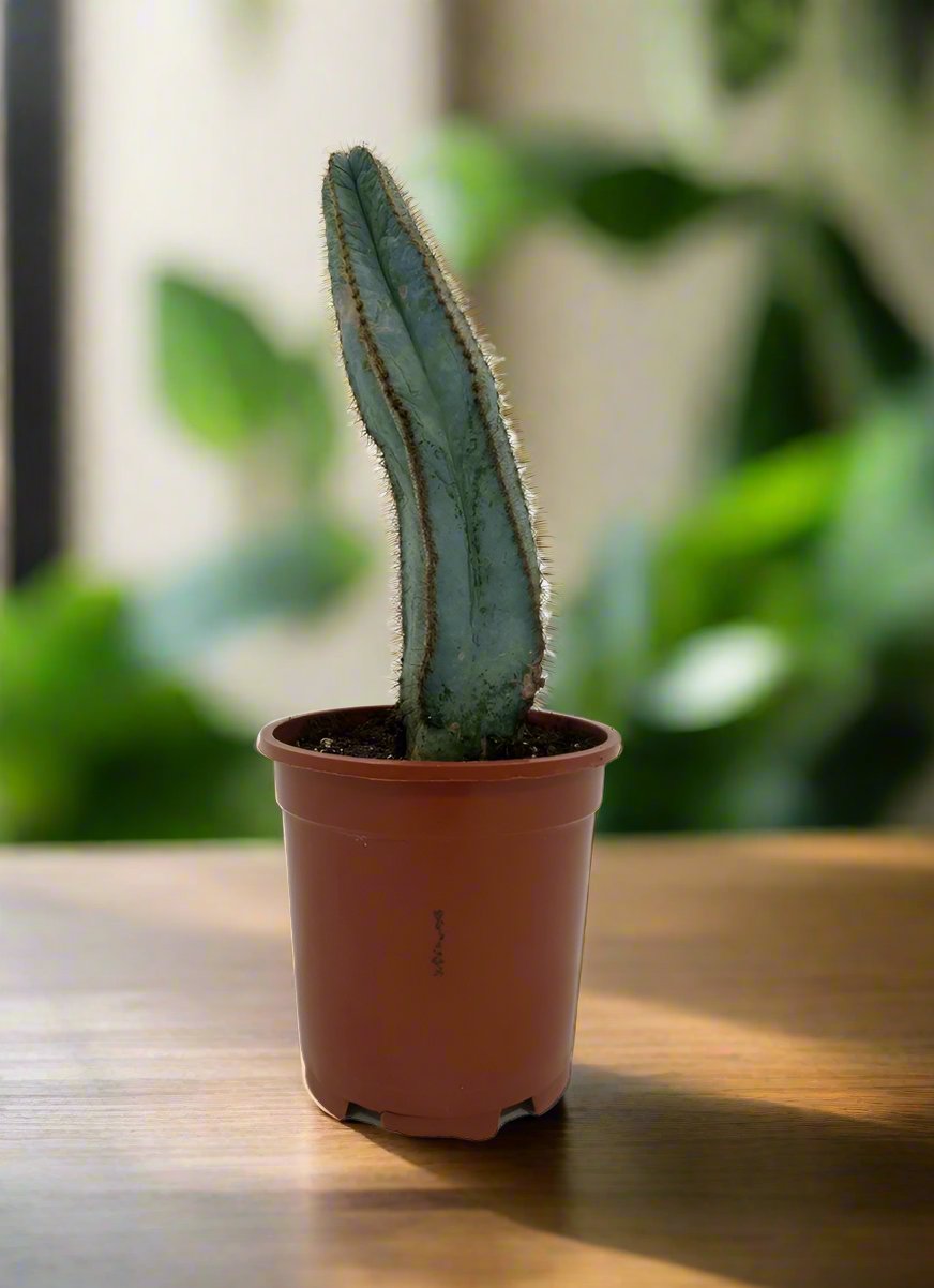 Cactus Qingjin Pavilion | 10 - 20cm - Acacia Garden Center