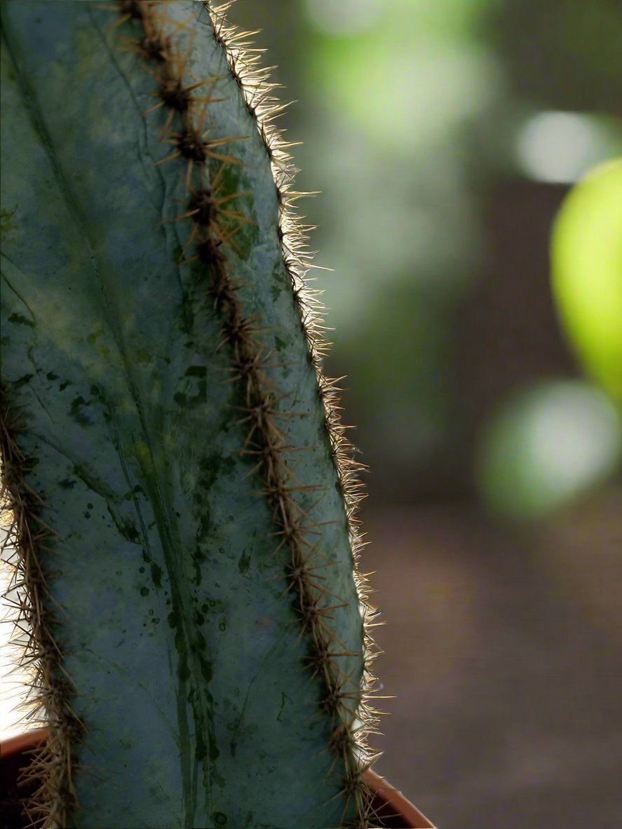 Cactus Qingjin Pavilion | 10 - 20cm - Acacia Garden Center