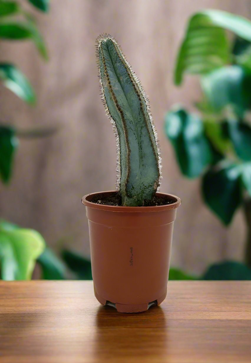 Cactus Qingjin Pavilion | 10 - 20cm - Acacia Garden Center