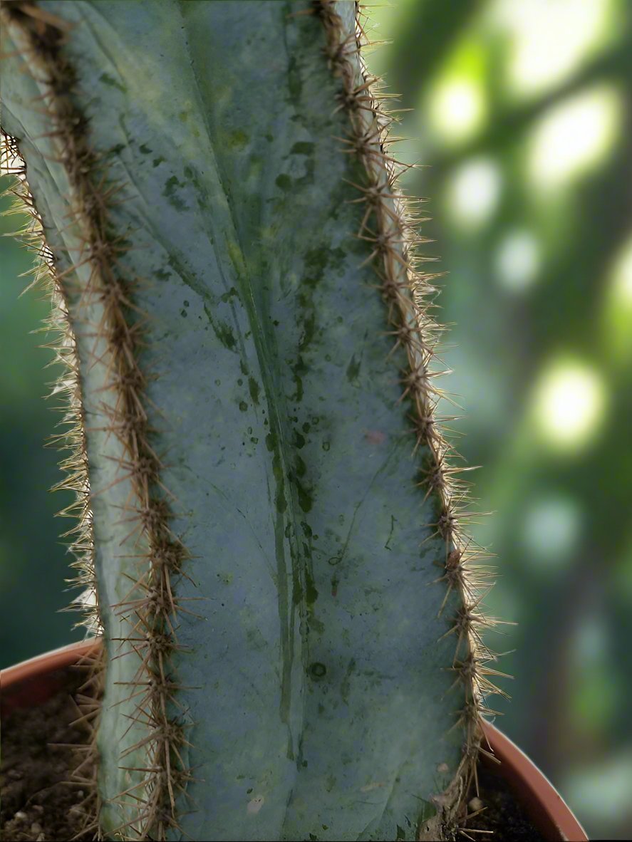 Cactus Qingjin Pavilion | 10 - 20cm - Acacia Garden Center