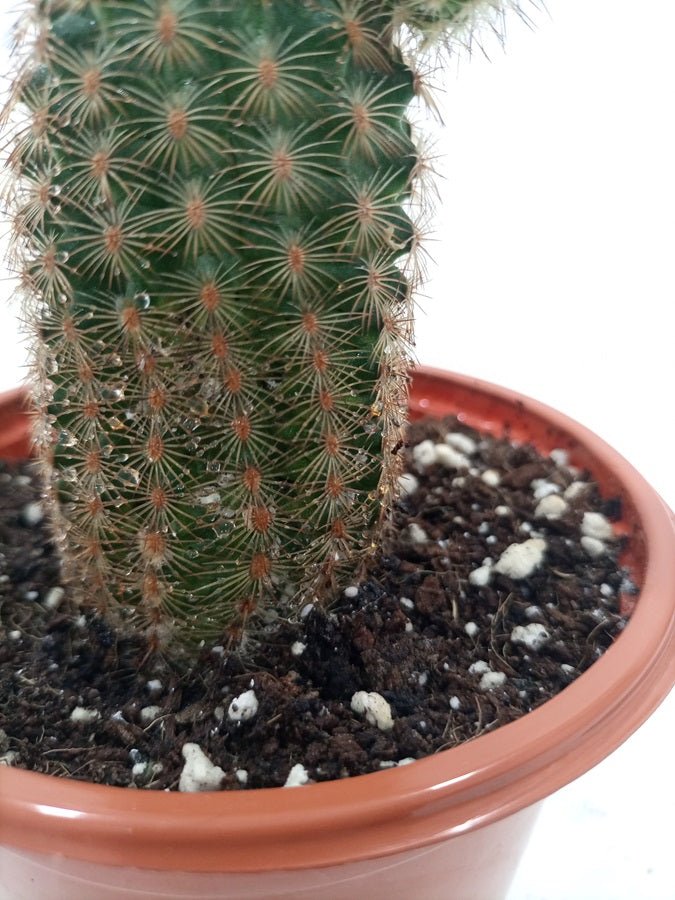 Cactus Zhemo Shrimp | 20 - 30cm - Acacia Garden Center