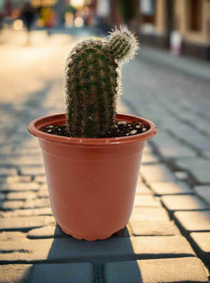 Cactus Zhemo Shrimp | 20 - 30cm - Acacia Garden Center