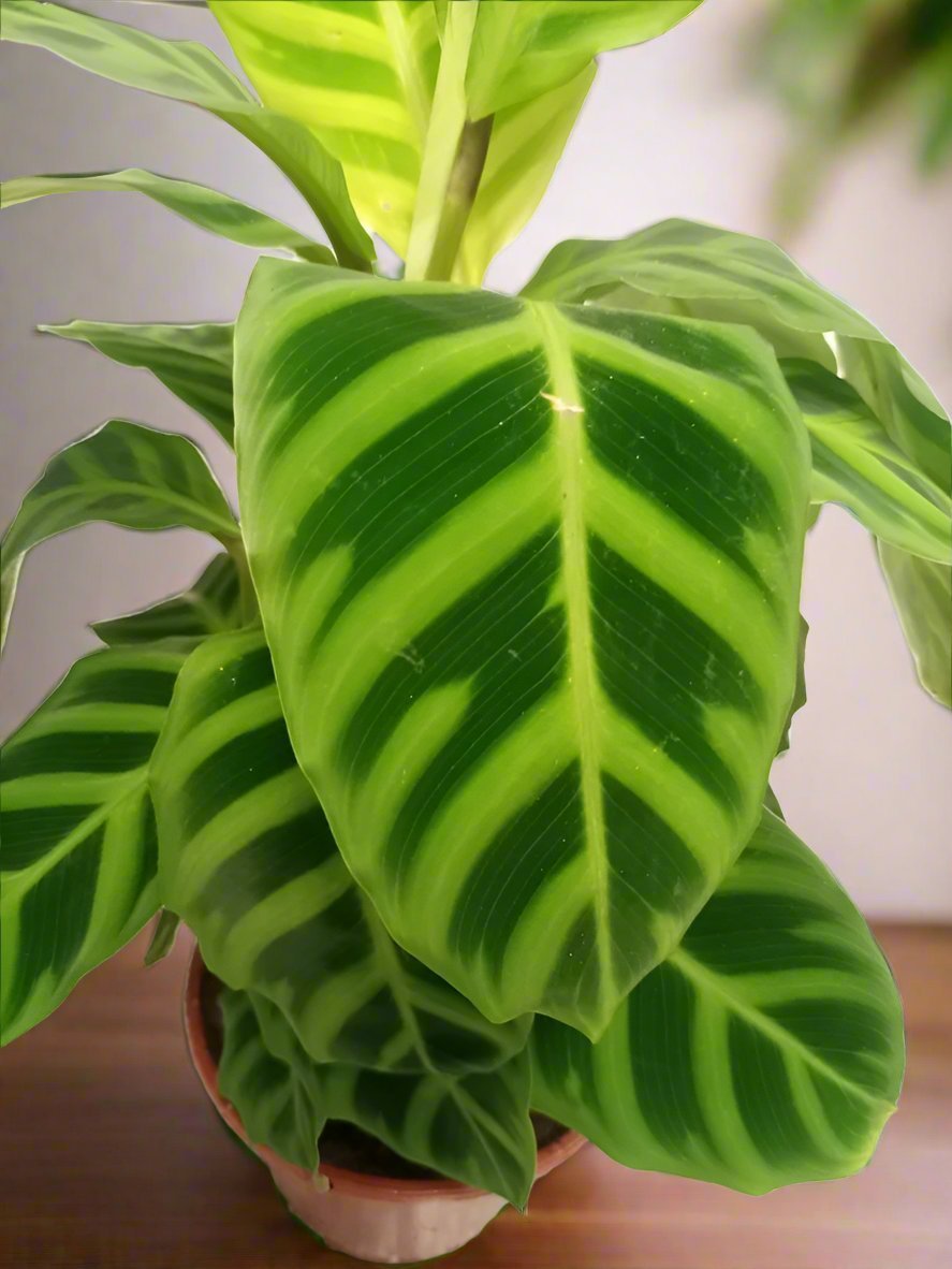 Calathea Medallion (Calathea veitchiana) | 25–30 cm - Acacia Garden Center