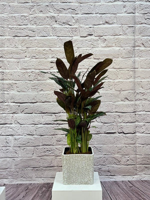 Calathea Roseopicta(Calathea rose painted) | 40 - 50 cm - Acacia Garden Center