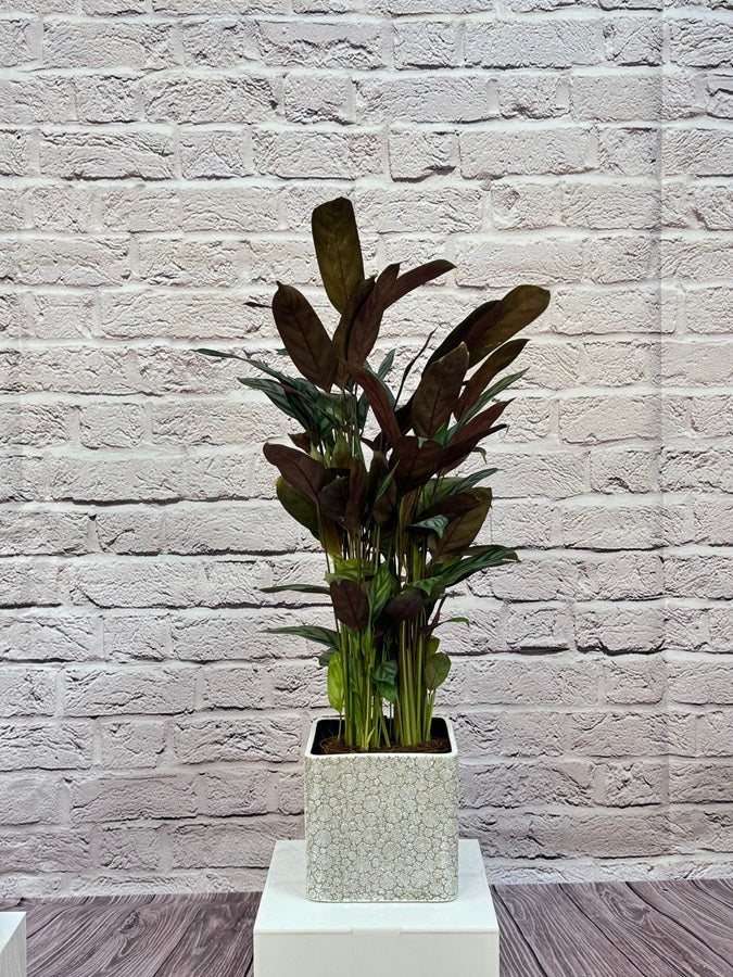 Calathea Roseopicta(Calathea rose painted) | 40 - 50 cm - Acacia Garden Center