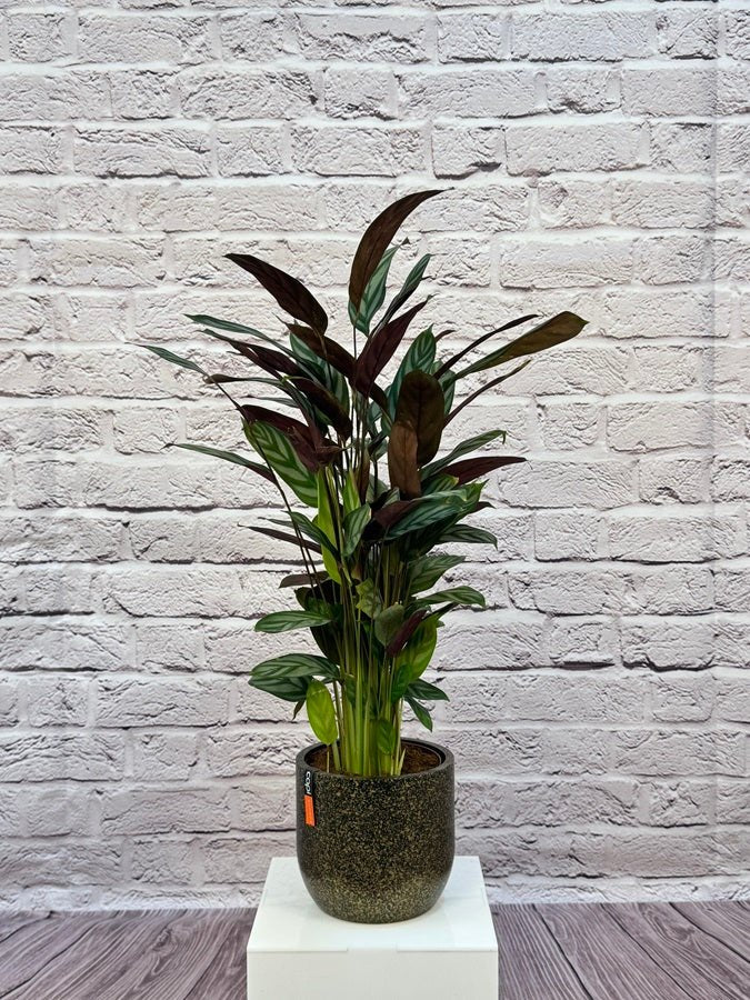 Calathea Roseopicta(Calathea rose painted) | 40 - 50 cm - Acacia Garden Center