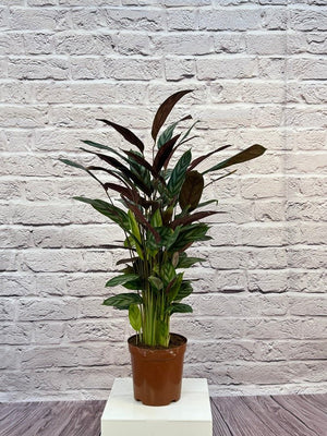 Calathea Roseopicta(Calathea rose painted) | 40 - 50 cm - Acacia Garden Center