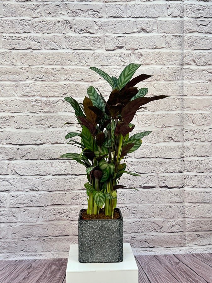 Calathea Roseopicta(Calathea rose painted) | 40 - 50 cm - Acacia Garden Center