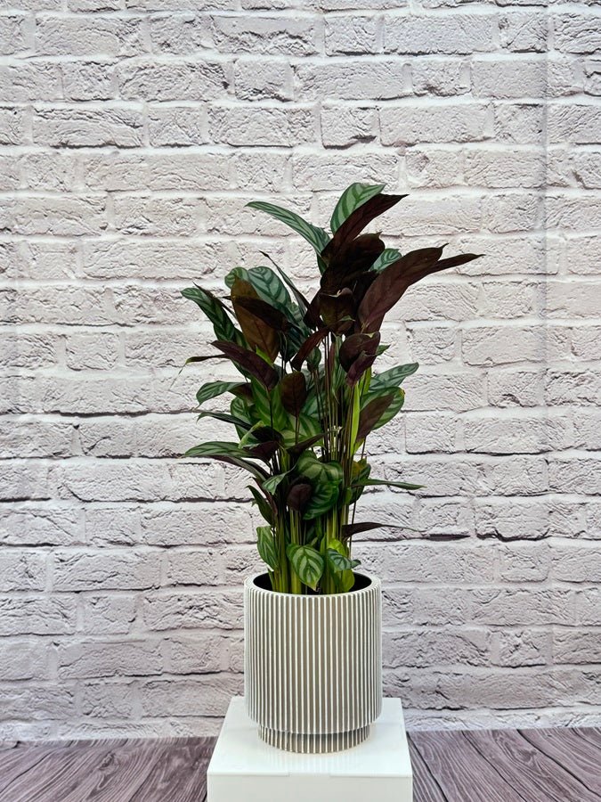 Calathea Roseopicta(Calathea rose painted) | 40 - 50 cm - Acacia Garden Center