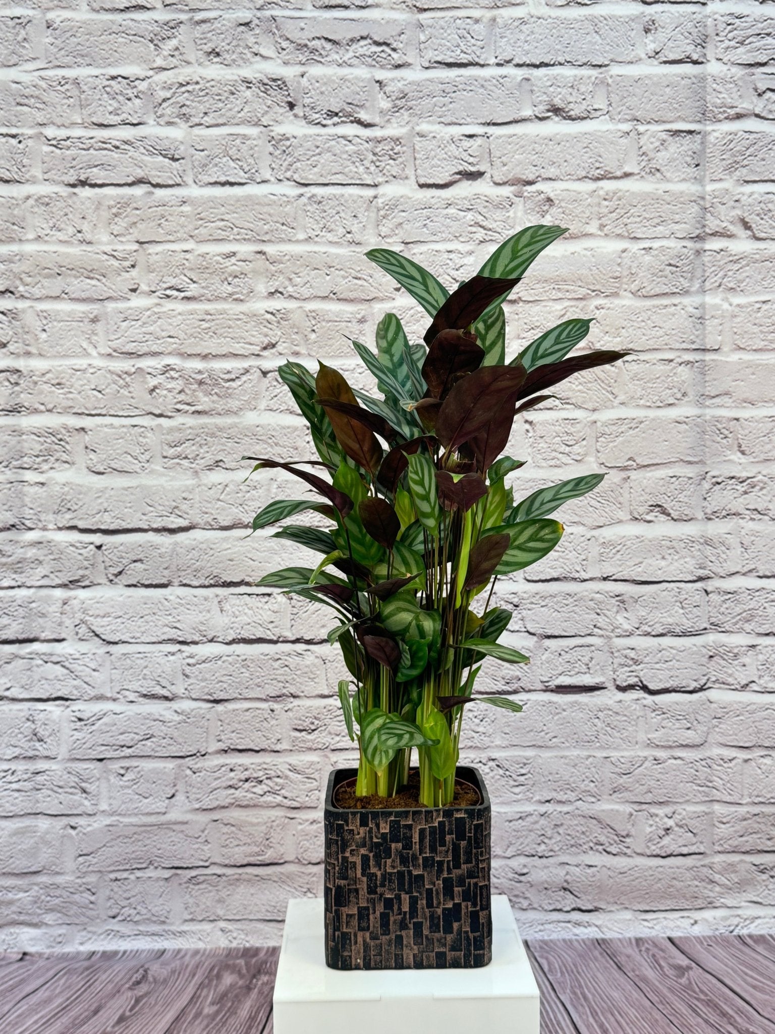 Calathea Roseopicta(Calathea rose painted) | 40 - 50 cm - Acacia Garden Center
