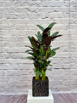 Calathea Roseopicta(Calathea rose painted) | 40 - 50 cm - Acacia Garden Center
