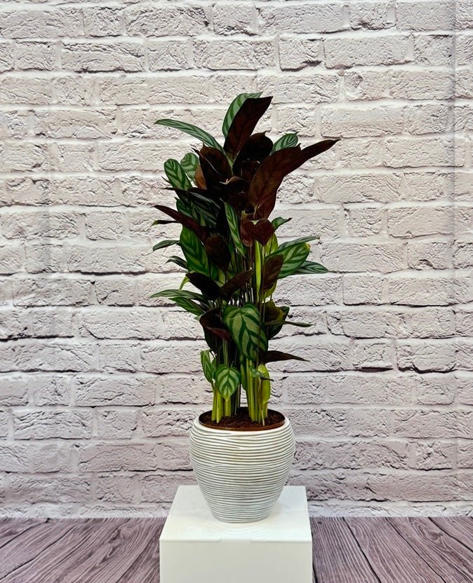 Calathea Roseopicta(Calathea rose painted) | 40 - 50 cm - Acacia Garden Center