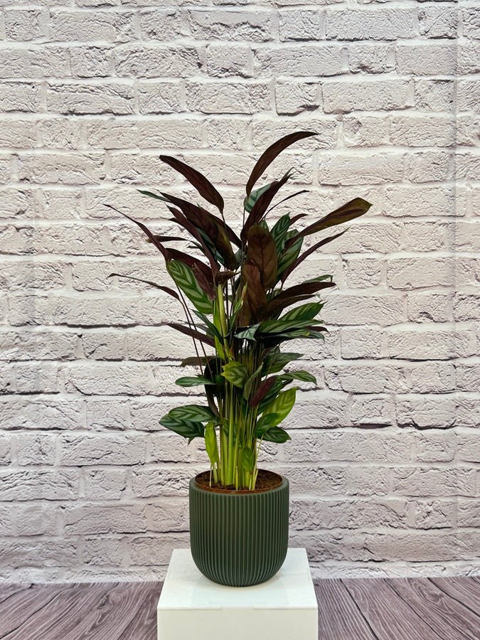 Calathea Roseopicta(Calathea rose painted) | 40 - 50 cm - Acacia Garden Center