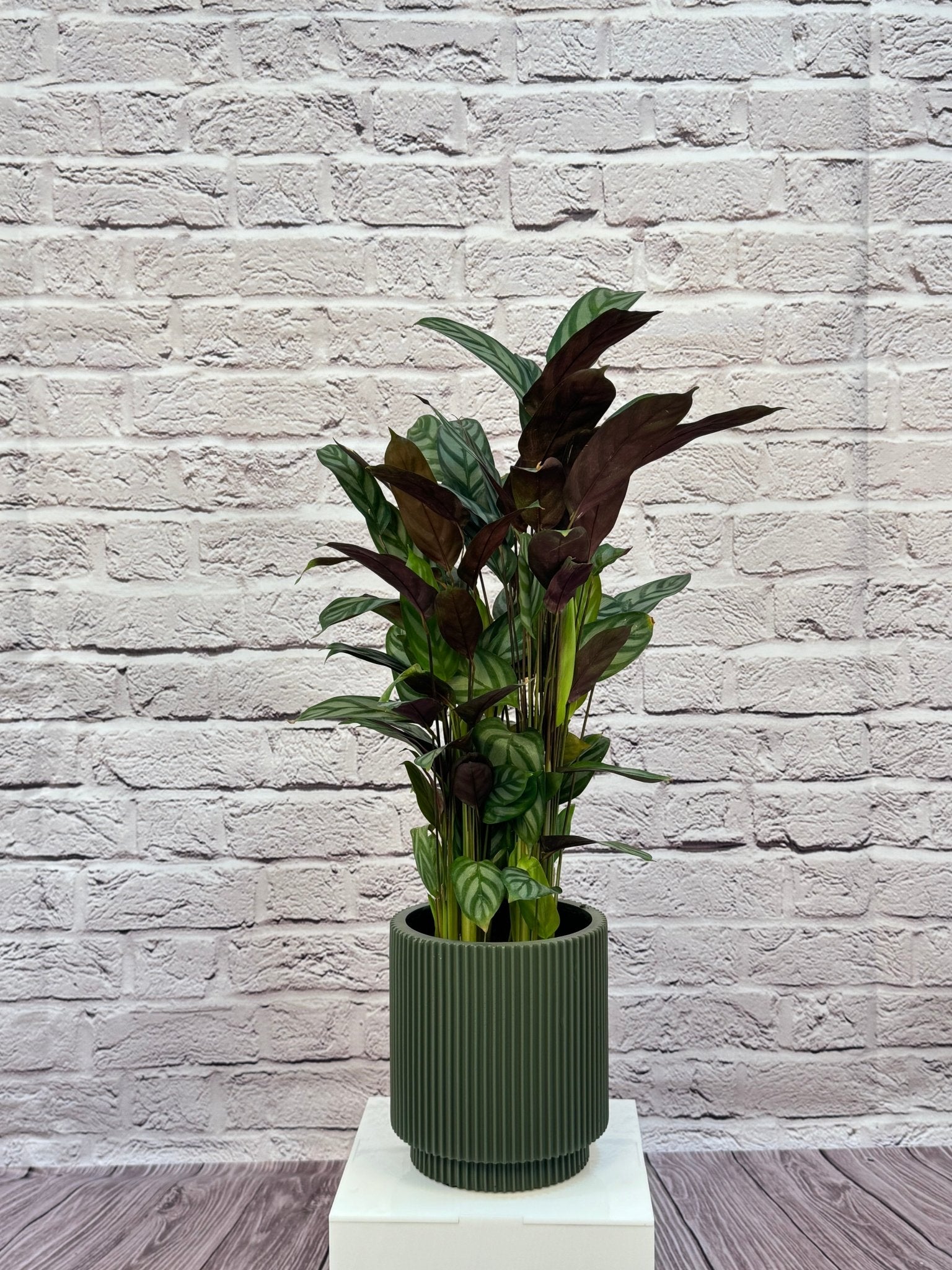 Calathea Roseopicta(Calathea rose painted) | 40 - 50 cm - Acacia Garden Center