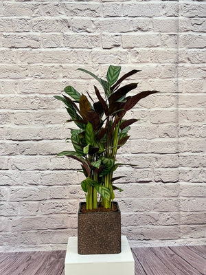 Calathea Roseopicta(Calathea rose painted) | 40 - 50 cm - Acacia Garden Center