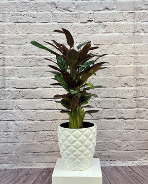 Calathea Roseopicta(Calathea rose painted) | 40 - 50 cm - Acacia Garden Center