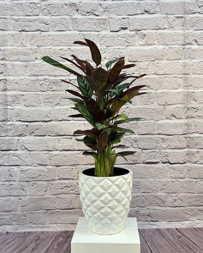 Calathea Roseopicta(Calathea rose painted) | 40 - 50 cm - Acacia Garden Center