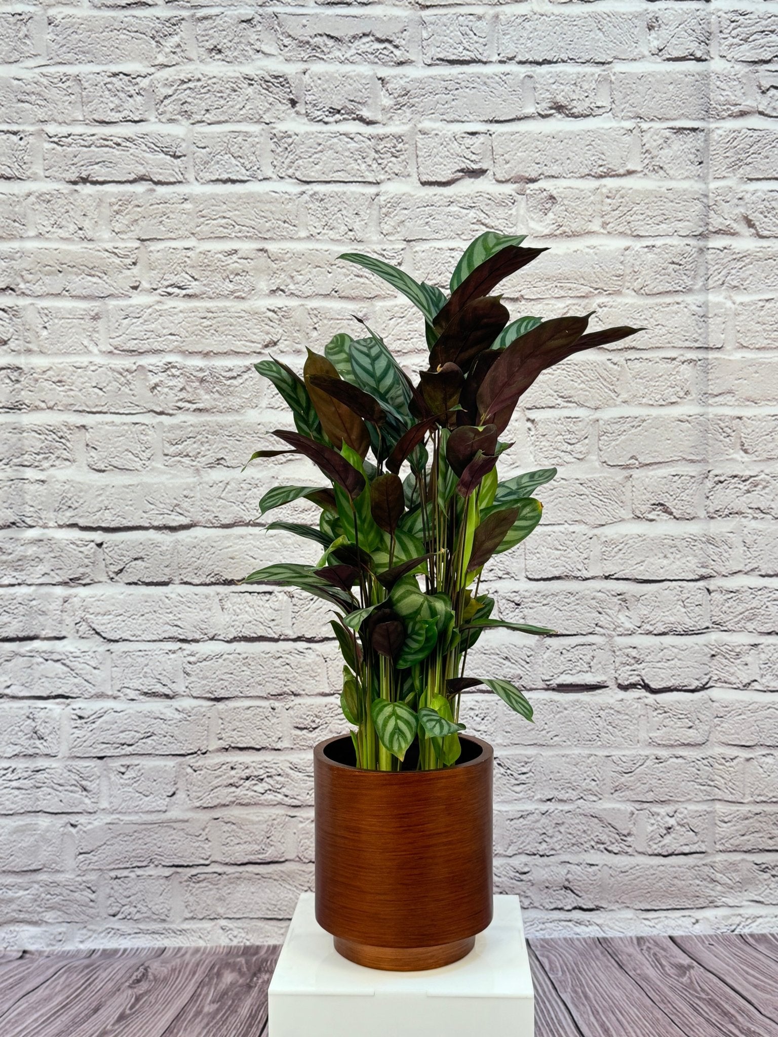 Calathea Roseopicta(Calathea rose painted) | 40 - 50 cm - Acacia Garden Center