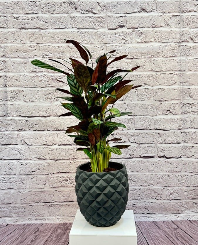 Calathea Roseopicta(Calathea rose painted) | 40 - 50 cm - Acacia Garden Center